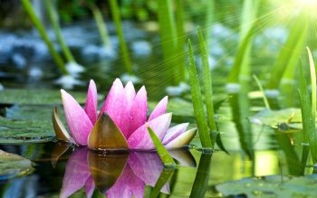 Lotusblüte